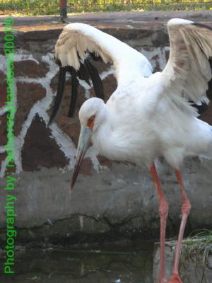 Un dia en el Zoo